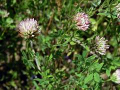 9_Bobovité: Jetel (Trifolium)