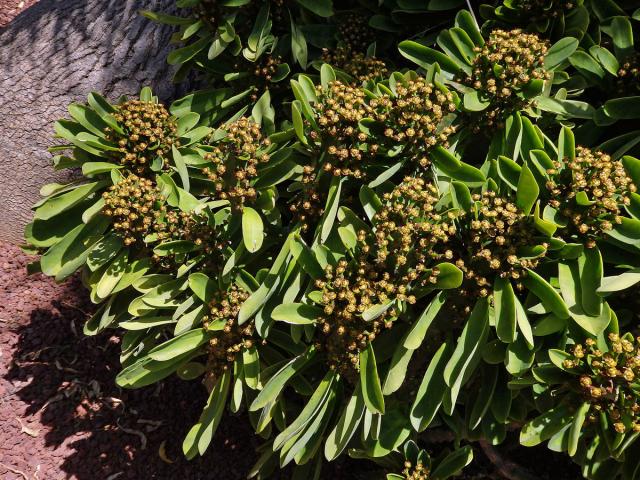 Pryšec (Euphorbia neriifolia L.)