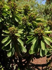 Pryšec (Euphorbia neriifolia L.)
