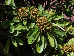 Pryšec (Euphorbia neriifolia L.)