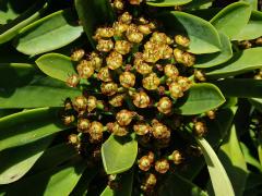 Pryšec (Euphorbia neriifolia L.)