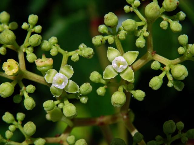 Cayratia trifolia (L.) Domin