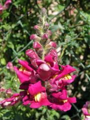 Hledík (Antirrhinum L.)