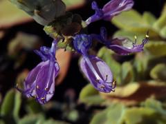 Plectranthus neochilus Schltr.