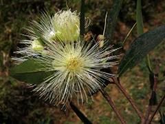 Jambosa obecná (Syzygium jambos (L.) Alston)