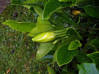 Gardenia jasminoides J. Ellis