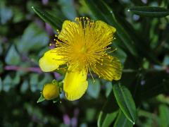 Třezalka (Hypericum kalmianum L.)