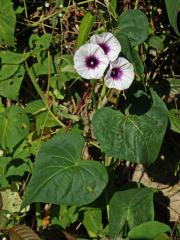 Povijnice jedlá (Ipomoea batatas (L.) Poir.)