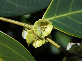 Breynia fruticosa (L.) Hook