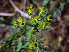 Pryšec sivý (Euphorbia seguieriana Necker)