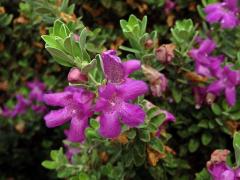 Leucophyllum frutescens (Berl.) I. M. Johnston