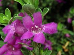 Leucophyllum frutescens (Berl.) I. M. Johnston