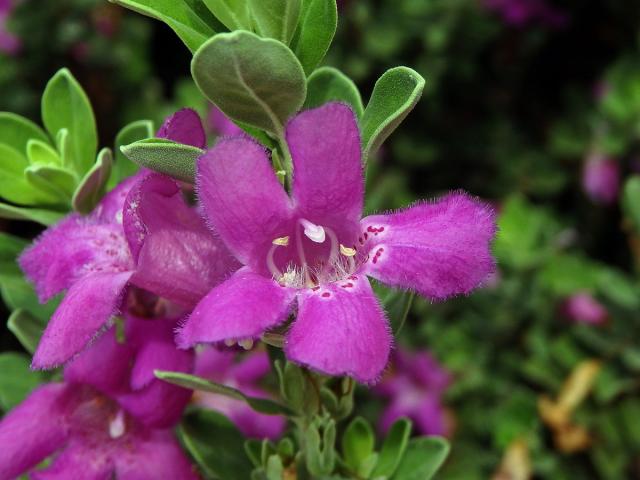 Leucophyllum frutescens (Berl.) I. M. Johnston
