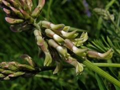 Kozinec cizrnovitý (Astragalus cicer L.)