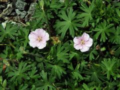 Kakost krvavý (Geranium sunguineum L.)