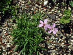 Mydlice (Saponaria caespitosa DC.)