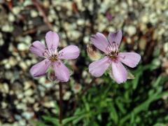 Mydlice (Saponaria caespitosa DC.)