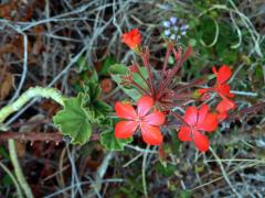 1_Kakostovité: Pelergónie (Pelargonium)