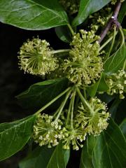 Maklura oranžová (Maclura pomifera (Raf.) C. K. Schneid.)