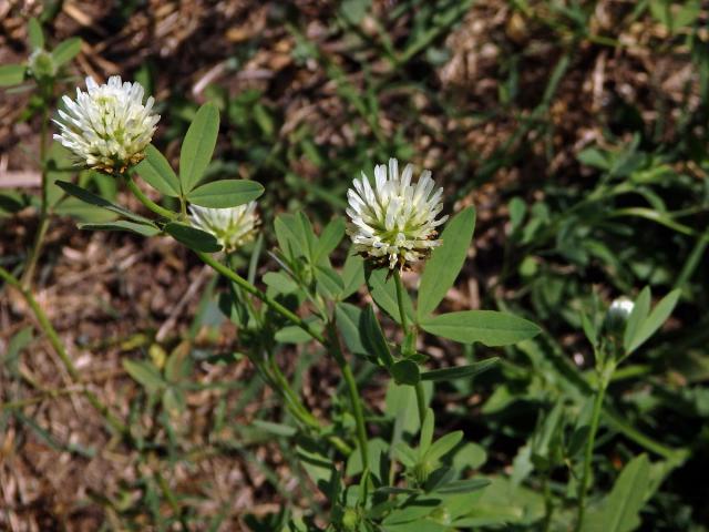 Jetel egyptský (Trifolium alexandrinum L.)