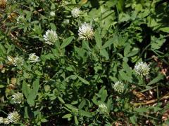 Jetel egyptský (Trifolium alexandrinum L.)