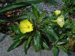 Pupalka velkoplodá (Oenothera macrocarpa Nutt.)