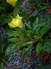 Pupalka velkoplodá (Oenothera macrocarpa Nutt.)