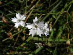 Silenečka alpská (Silene alpestris Jacq.)