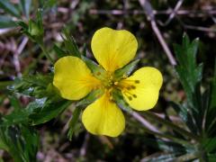 Mochna nátržník (Potentilla erecta (L.) Rauschel)