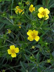 Mochna nátržník (Potentilla erecta (L.) Rauschel)
