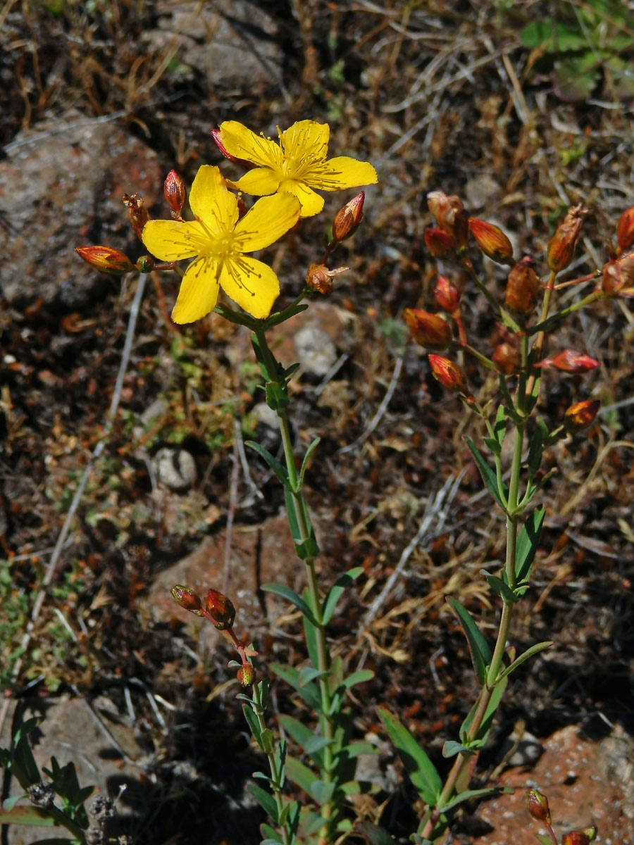 1_Třezalkovité: Třezalka (Hypericum)