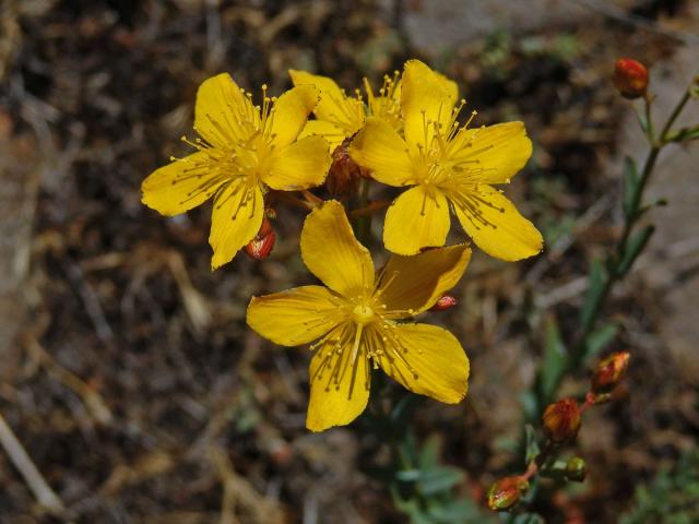 1_Třezalkovité: Třezalka (Hypericum)