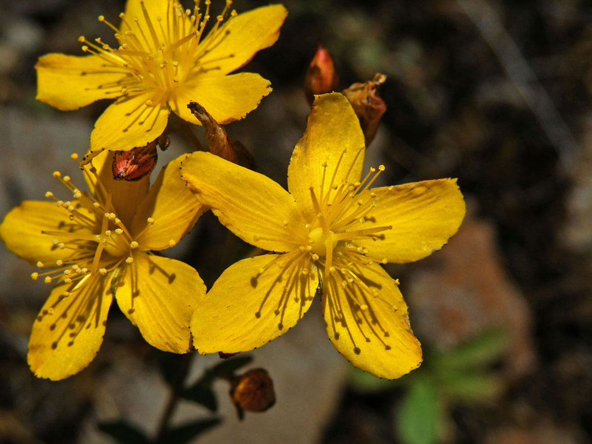 1_Třezalkovité: Třezalka (Hypericum)