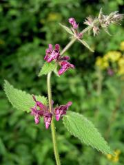 Čistec (Stachys L.)