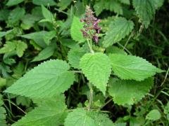 Čistec lesní (Stachys sylvatica L.)