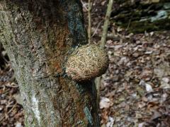 Dřín jarní (Cornus mas L.) s nádorem na kmeni (1c)