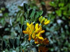 Tolice křovitá (Medicago arborea L.)