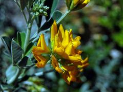 Tolice křovitá (Medicago arborea L.)