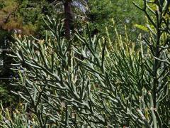 Pryšec (Euphorbia tirucalli L.)