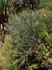 Pryšec (Euphorbia tirucalli L.)