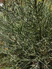 Pryšec (Euphorbia tirucalli L.)