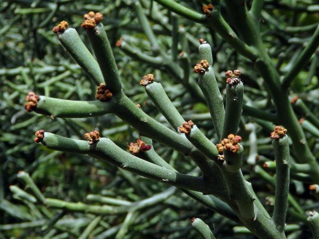 Pryšec (Euphorbia tirucalli L.)