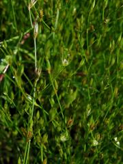 Sítina žabí (Juncus bufonius L.)
