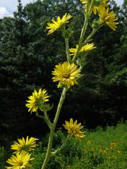 Mužák (Silphium lacinatum L.)