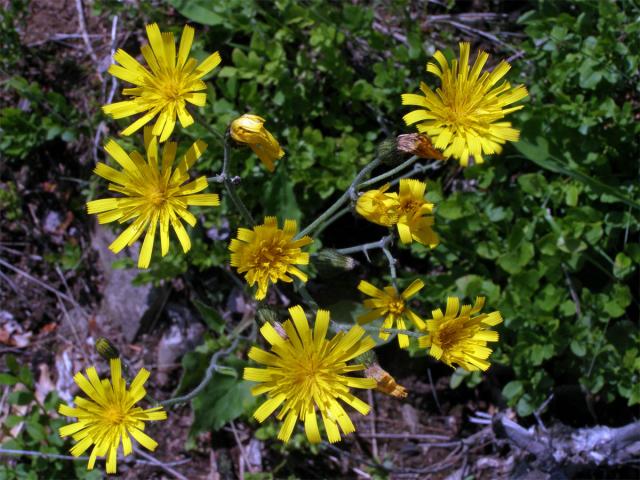 Jestřábník zední (Hieracium murorum L.; H. sylvaticum (L.) L.)