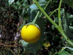 Lilek sodomský (Solanum linnaeanum Hepper et P.-M. L. Jaeger