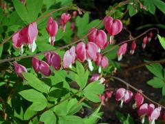 Srdcovka (Dicentra Bernh.)