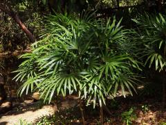 Rhapis excelsa (Thunb.) Henry