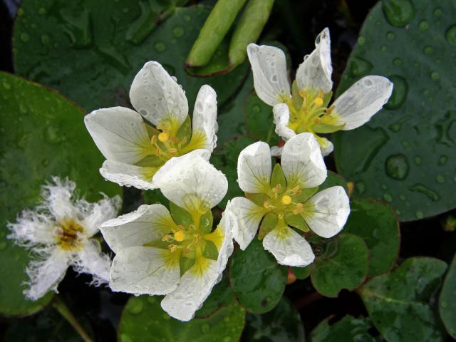 Ludwigia helminthorrhiza (Mart.) H. Hara