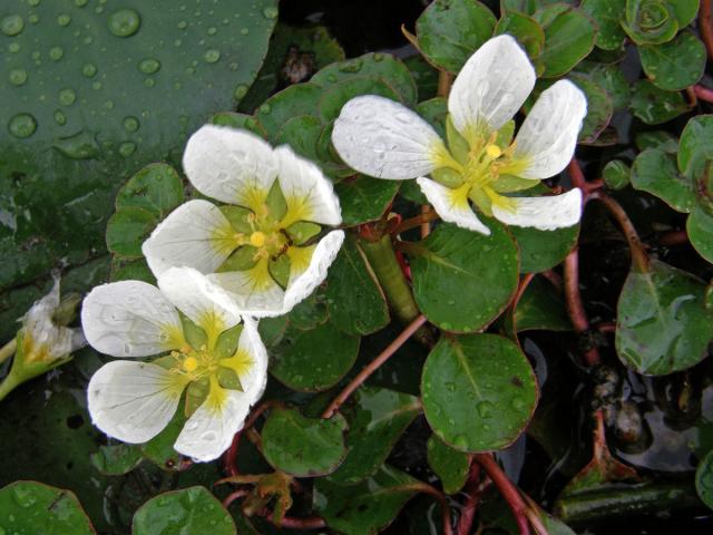 Ludwigia helminthorrhiza (Mart.) H. Hara